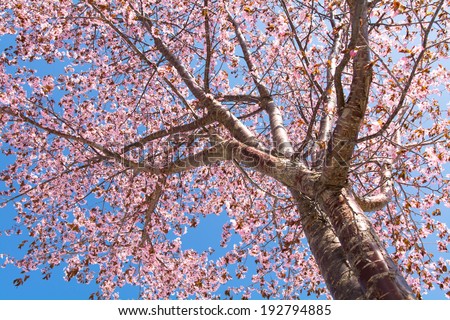 Blue sky and wild cherry tree in full bloom