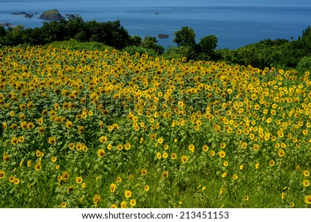 Sunflower field and sea