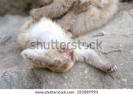 Japanese macaques to sleep with relaxing