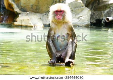 Monkey it gets wet in water