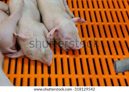 Creep-feed for piglet in pig farm
