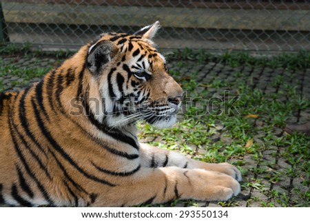 great brooding king tiger rest on the nature