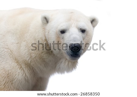 A polar bear isolated on white