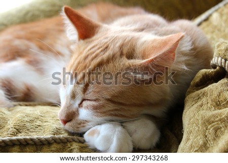 Orange Cat Sleeping On Gold Couch
