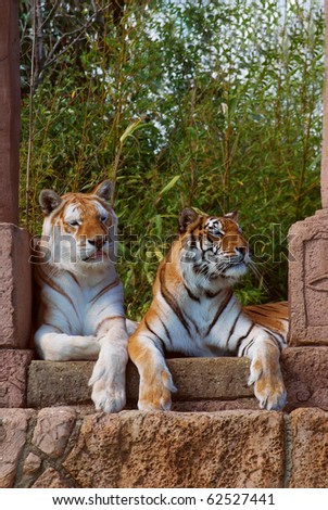 Two tigers lazily sleeping in an old monument