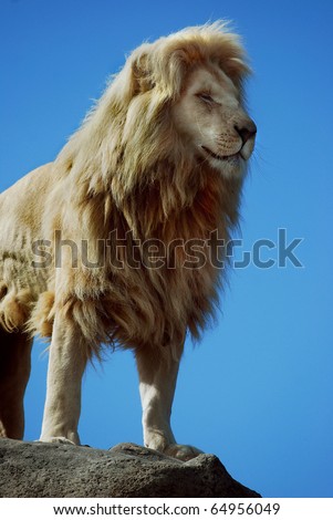 A male lion in head and for quarters stood on a rock portrait shot