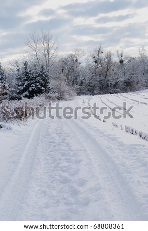 A country path during a cold snowy winter, Alsace,France.