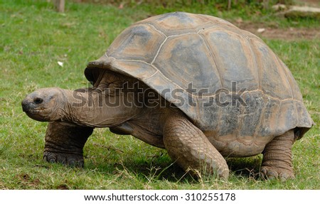GalÃ¡pagos tortoise or GalÃ¡pagos giant tortoise (Chelonoidis nigra)