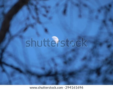 See the moon from forest
