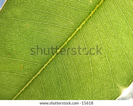 Close-up of a gum leaf