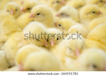 Female hands holding a chick in chicken farm