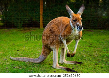 Kangaroo in Caversham Wildlife Park in West Australia