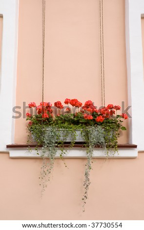 Red geranium in pot on ledge