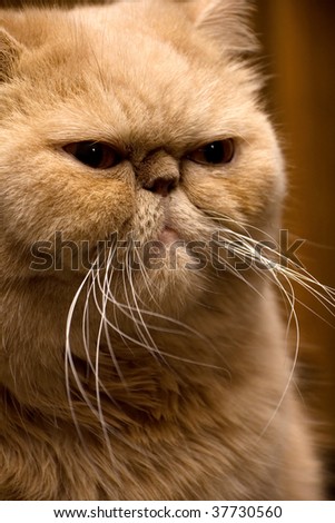 stock-photo-portrait-of-red-persian-cat-37730560.jpg