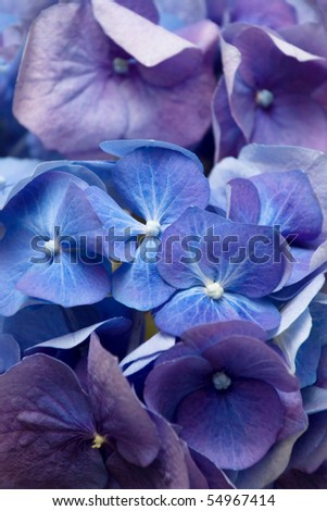 Background with blue hydrangea