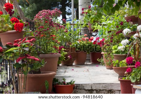 Flowers On Balcony