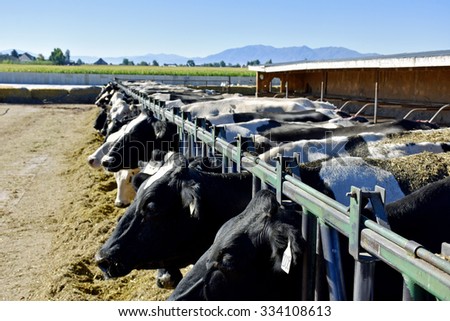 Dairy Farm Cow Herd