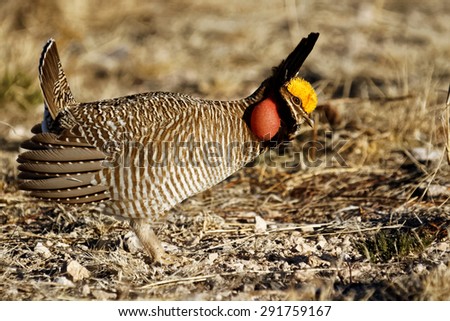 A male Lesser Prairie Chicken performs his dancing or \
