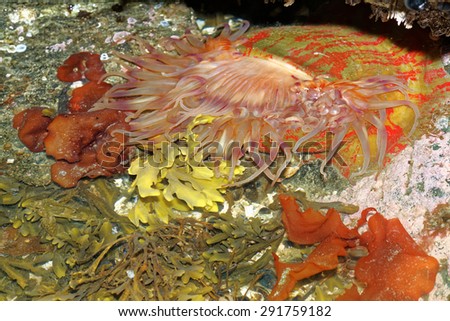 The Christmas  Anemone is a widespread ocean creature that lives along rocky coastlines