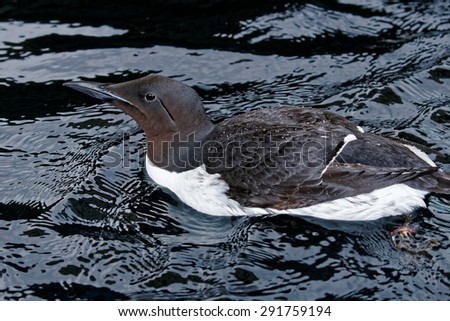 The Common Murre is an ocean bird which breeds on offshore islands and forms huge rafts of birds at sea