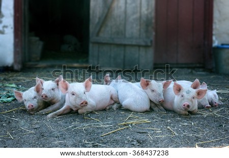 Many cute pigs on a pigfarm