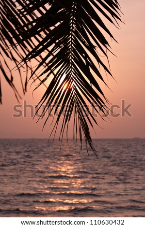 Palm leaves silhouette over sunset