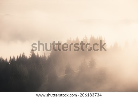 Foggy mountain morning, Carpathian mountains, Ukraine