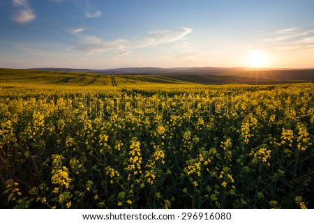Beautiful yellow field sunny landscape