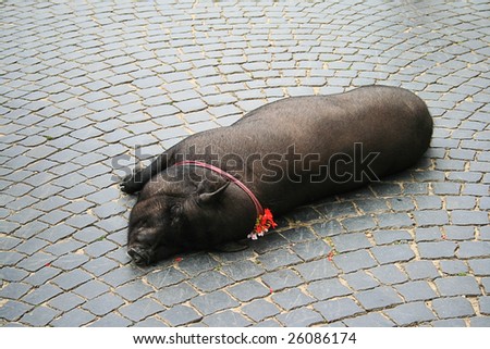 big black pig sleeping on the brick road