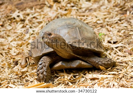 a turtle standing on the ground. Atlanta zoo, Georgia, USA