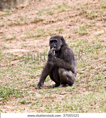 young chimpanzee sitting on the ground