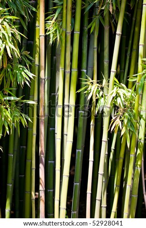 Trees of a bamboo with leaf