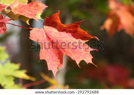 A red maple leaf and other fall colors during autumn in Halifax, Nova Scotia Canada