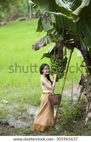 Vintage Young Asian women harvest in banana plantations.