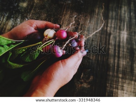 a bunch of radishes lies in female hands on a background of a wooden table, selective focus