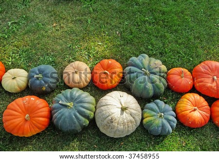 Assorted varieties of pumpkins on a grass background