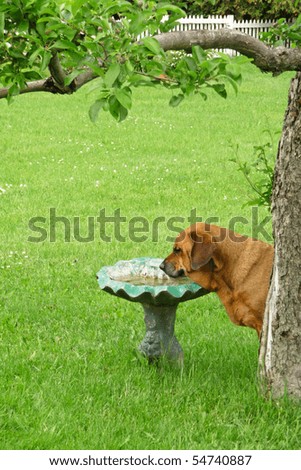 Italian+mastiff+rottweiler+mix
