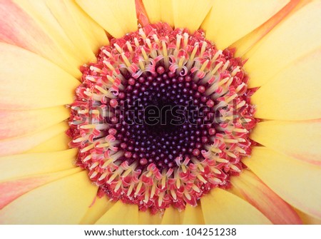 Macro photo of gerber flower. Hight res. All in focus.