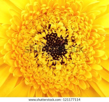 Macro photo of gerber flower. Hight res