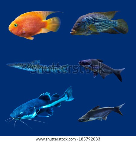 Set of tropical fish. Isolated on blue. Hight res.
