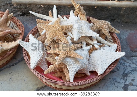 Sea shells in a basket