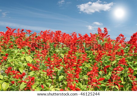 Field red flowers with bright sun on the sky