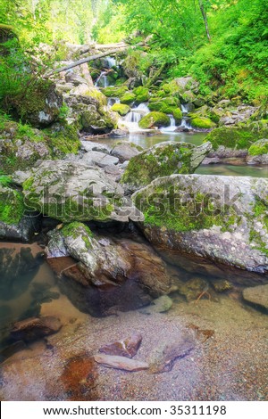 beautiful forest stream in the mountains
