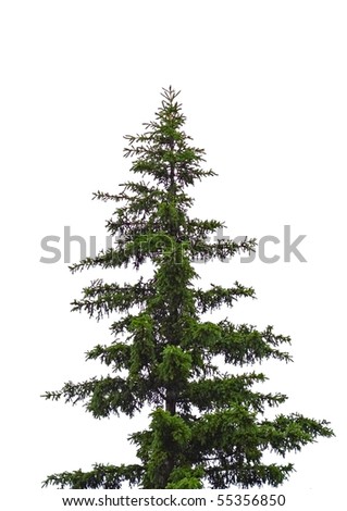 Spruce Tree Isolated Stock Photo 55356850 : Shutterstock