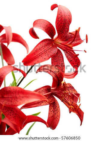 white tiger lilies. stock photo : red tiger lily