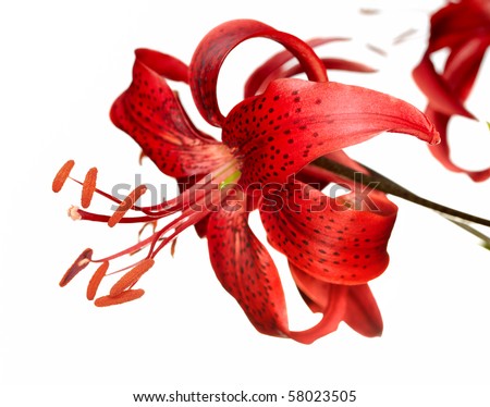 red tiger lily bouquet. Tigerlily tiger moth bikini