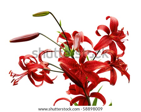 white tiger lilies. stock photo : red tiger lily