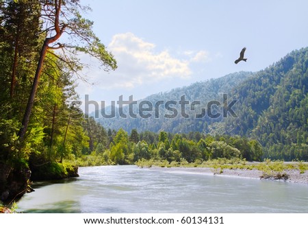 bird flying over the forest and mountain river