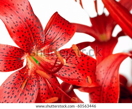 red tiger lily isolated on white background