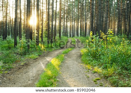 beautiful sunset in the forest, dirty road